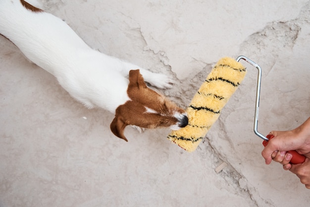 Hund Jack Russell Terrier spielt mit Farbroller