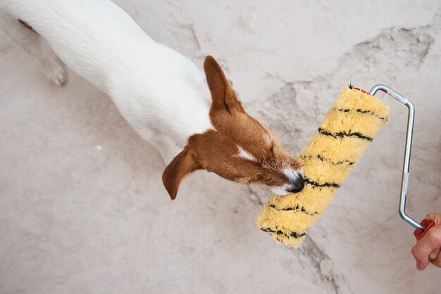 Hund Jack Russell Terrier spielt mit Farbroller