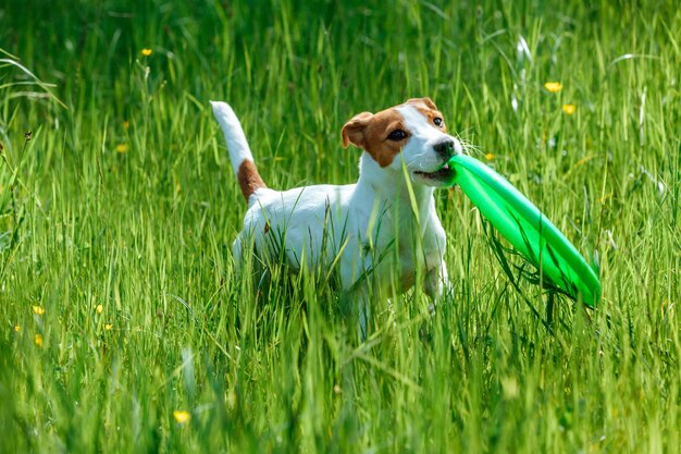 Hund Jack Russell Terrier trägt Spielzeug in den Zähnen im hohen grünen Gras