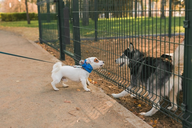 Hund jack russell terrier und husky lustig spielen zusammen draußen auf dem hundespielplatz am sonnigen frühlingstag