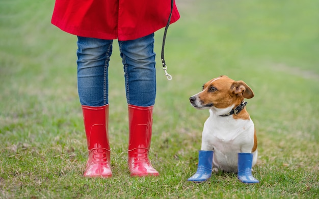 Hund Jacks Russell, der im Frühjahr nahe bei einem Mädchen in den Jeans und im roten Park der Regenstiefel sitzt.