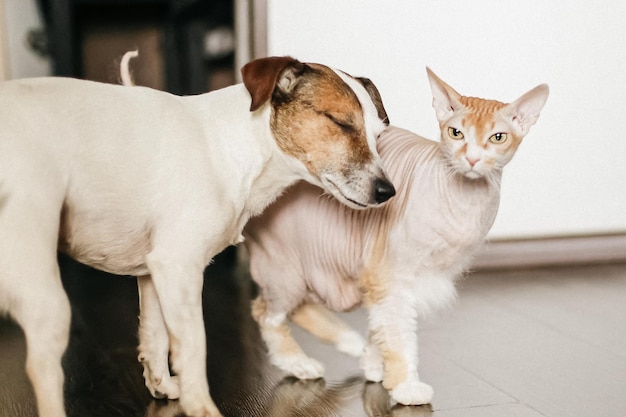 Hund Katze Die Sphinx Jack Russell Terrier Haustiere Tierthemen