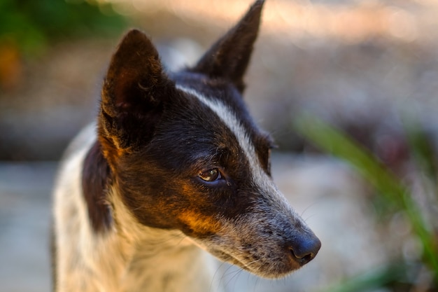 Hund Kopfschuss