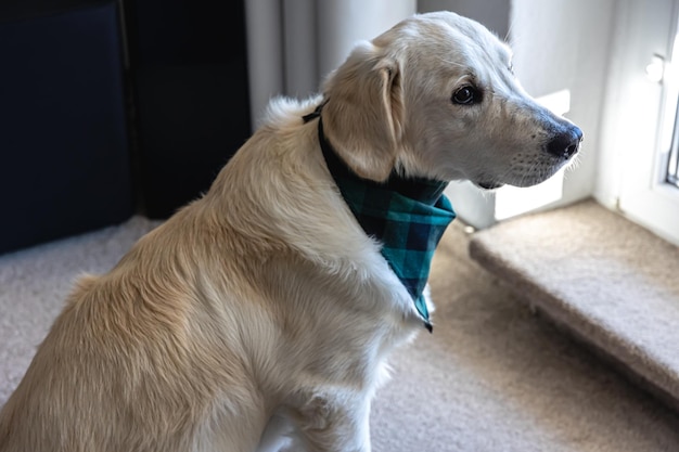 Hund Labrador Nahaufnahme im Inneren des Hauses