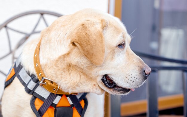 Hund Labrador wandte sich von der Kamera ab. Foto in hoher Qualität