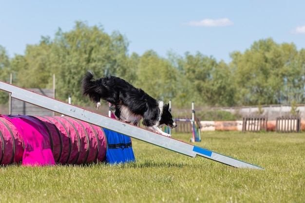 Hund läuft Agility Hindernis Hundespaziergang mit Kontaktzone Agility