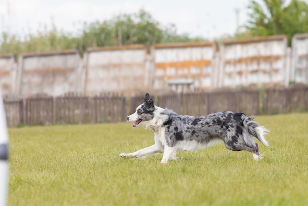 Hund läuft Agility Hindernis Hundespaziergang mit Kontaktzone Agility