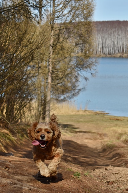 Hund läuft am Seeufer entlang