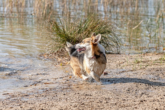 Foto hund läuft am strand