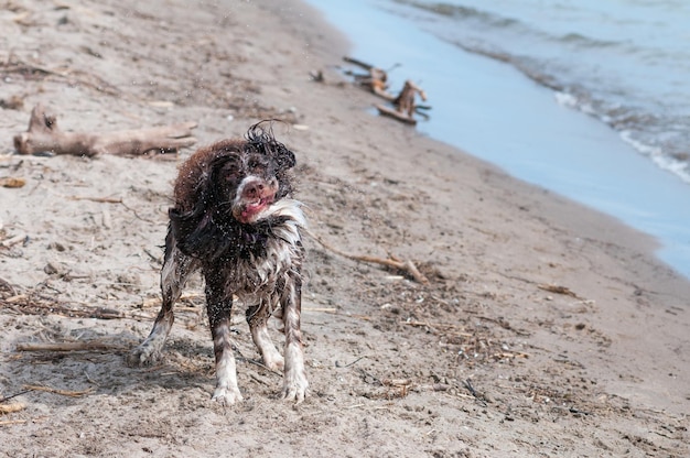 Foto hund läuft am strand