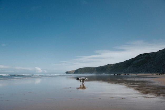 Hund läuft am Strand