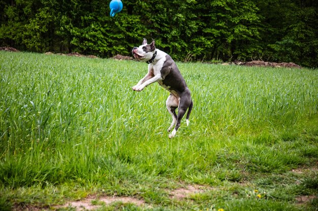 Foto hund läuft auf dem feld