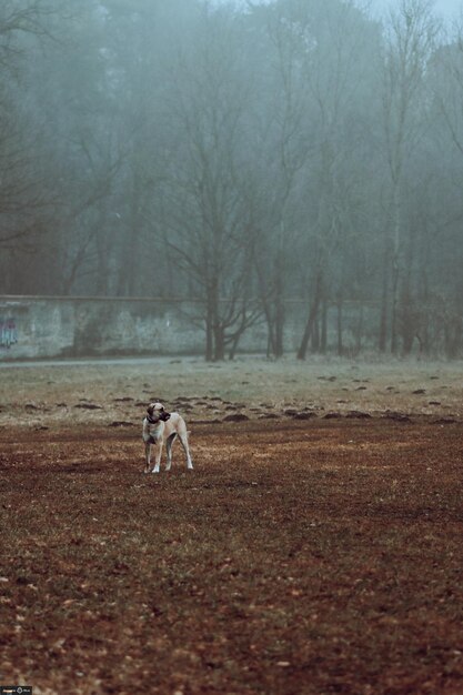 Foto hund läuft auf dem feld