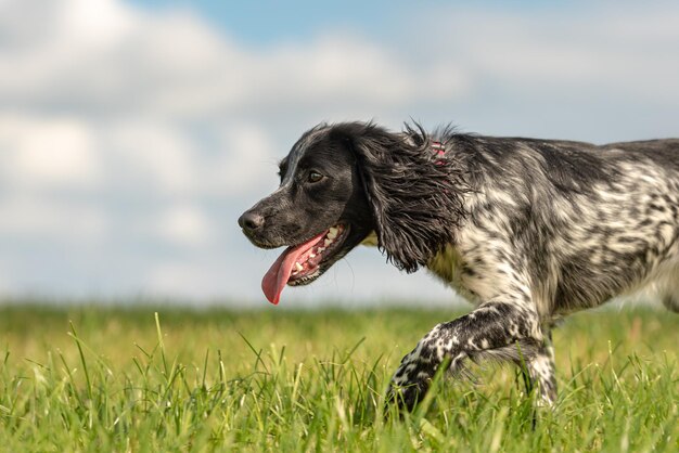 Foto hund läuft auf dem feld