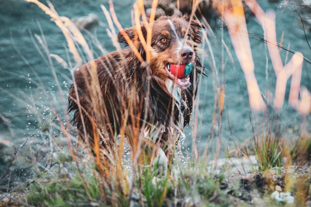 Foto hund läuft auf dem feld