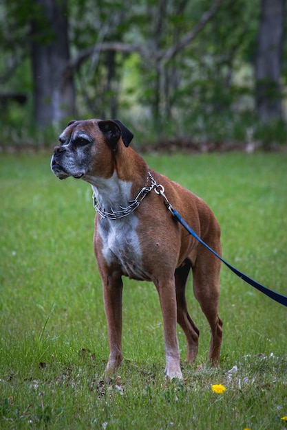 Hund läuft auf dem Feld