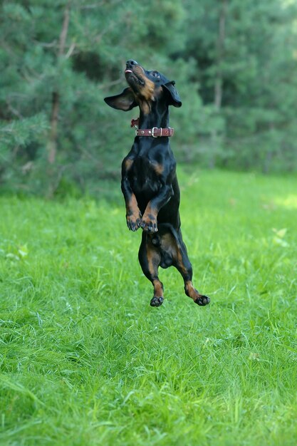 Foto hund läuft auf dem gras