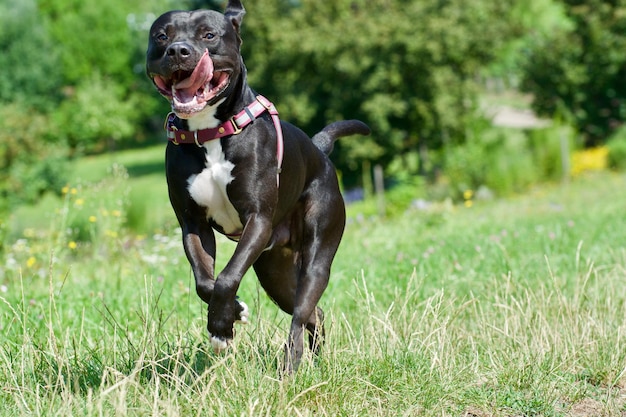 Hund läuft auf dem Gras