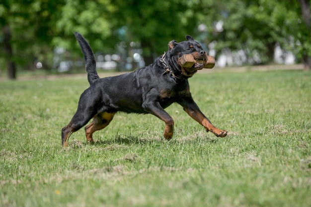 Hund läuft auf dem Gras