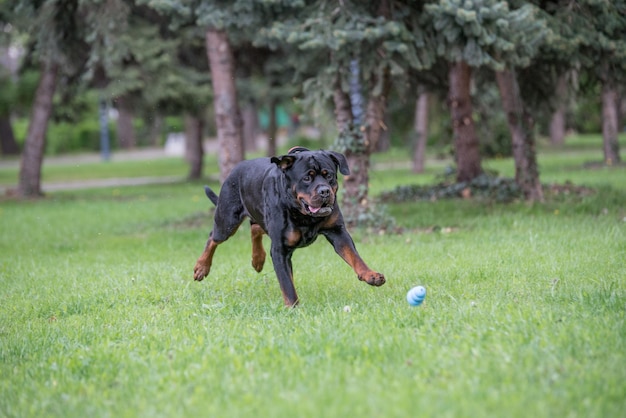 Foto hund läuft auf dem gras