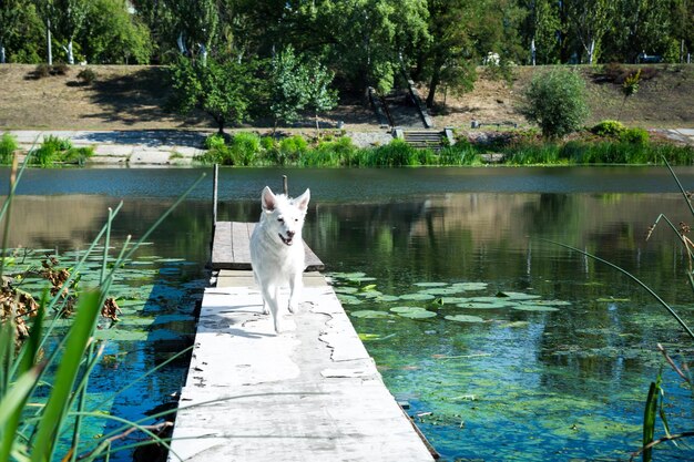 Foto hund läuft auf der fußgängerbrücke über den see