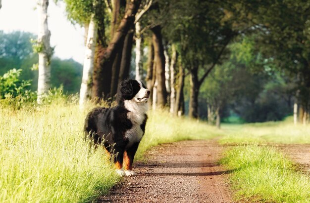 Foto hund läuft auf der straße