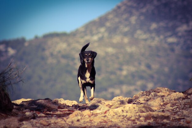 Foto hund läuft auf einem felsen