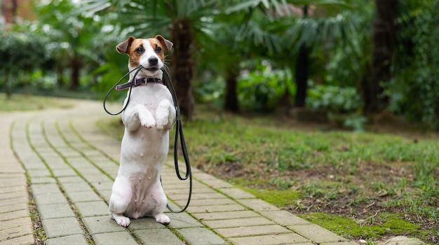 Hund läuft auf einem Fußweg