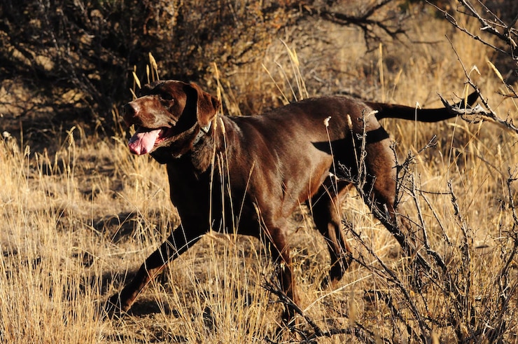 Foto hund läuft auf einem grasbewachsenen feld