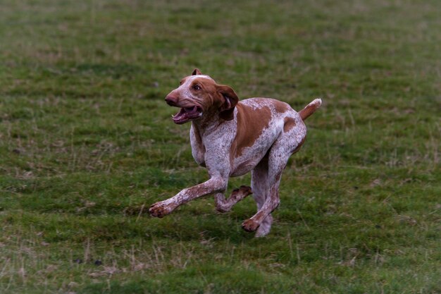 Foto hund läuft auf einem grasigen feld