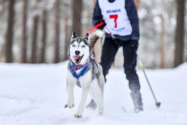 Foto hund läuft auf schneebedeckter landfläche