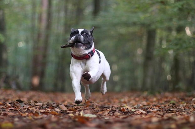 Hund läuft im Freien