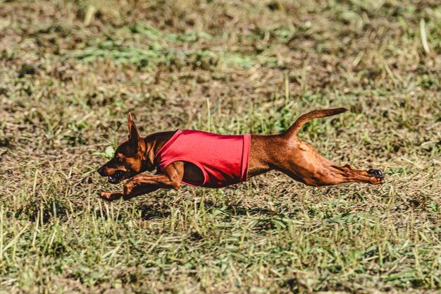 Hund läuft im Herbst und jagt auf einem grünen Feld.