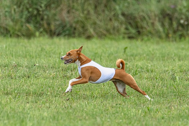 Hund läuft schnell auf der grünen Wiese beim Lure-Coursing-Wettbewerb