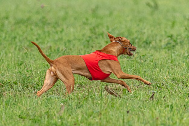 Hund läuft schnell auf der grünen Wiese beim Lure-Coursing-Wettbewerb