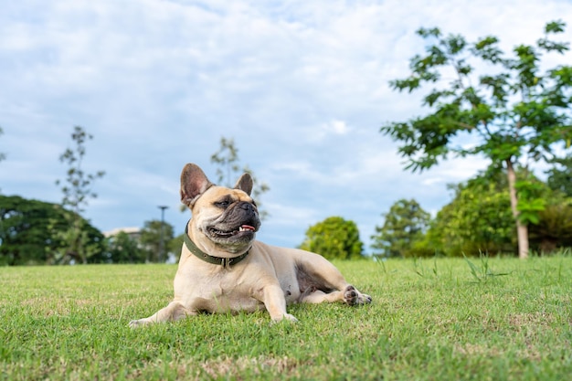 Hund liegt am Feld vor bewölktem Himmelshintergrund..