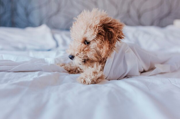 Foto hund liegt auf dem bett