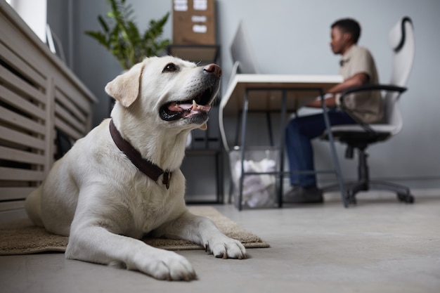 Hund liegt auf dem Boden im Büro