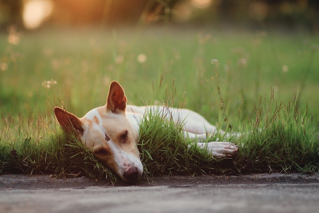 Hund liegt auf dem Gras