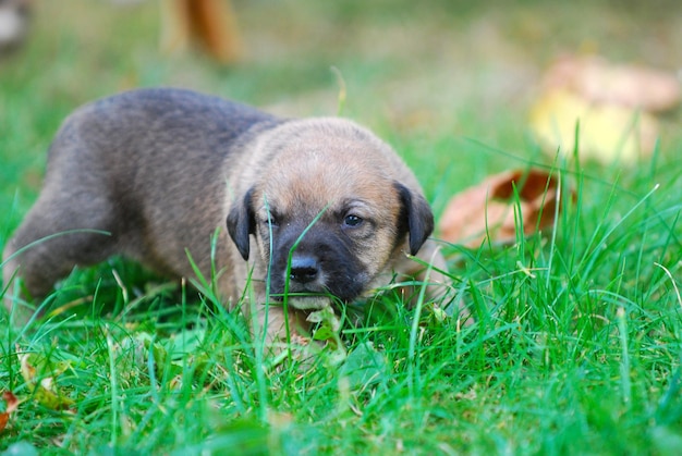 Hund liegt auf dem Gras