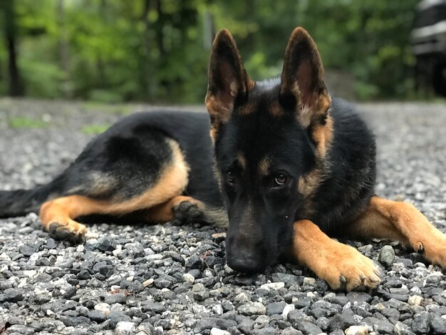 Hund liegt auf einem Felsen