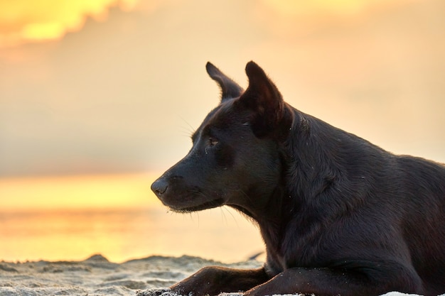 Hund liegt bei Sonnenuntergang am Strand. Phangan. Thailand