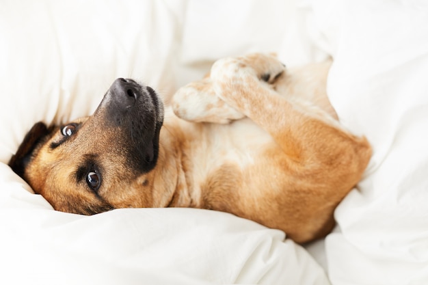 Hund liegt im bequemen Bett