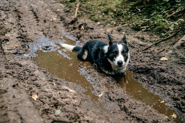 Hund liegt in den schmutzigen Pfützen