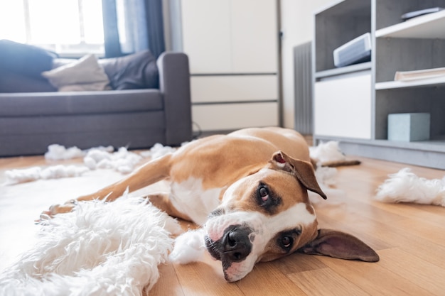 Hund liegt zwischen zerrissenen Kissenstücken in einem Wohnzimmer.