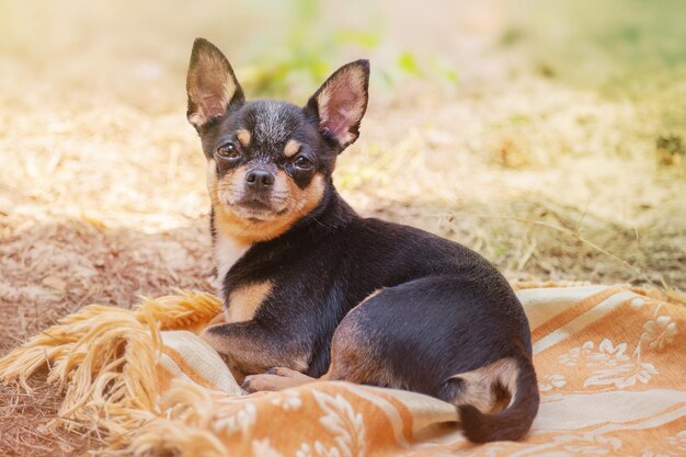 Hund Mini-Rasse Chihuahua liegt auf einer Decke in der Natur. Schwarz-brauner Chihuahua. Tier, Haustier.