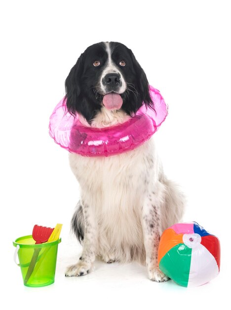 Hund mit aufblasbarem Ring sitzt neben Spielzeug auf weißem Hintergrund