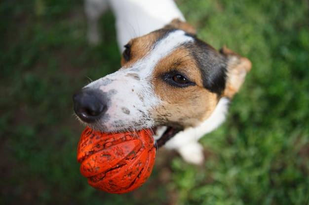 Hund mit Ball im Mund