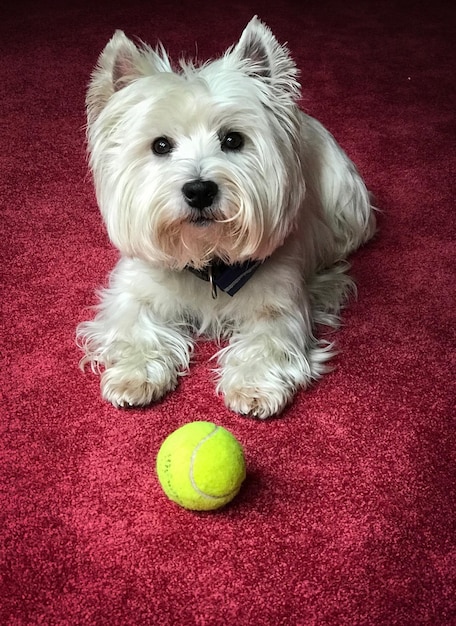 Hund mit Ball