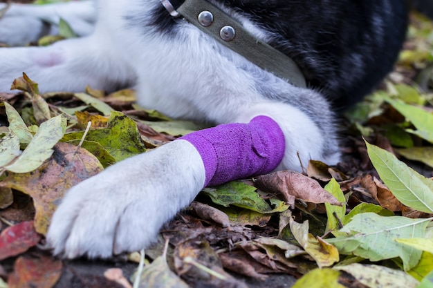 Hund mit bandagierter Pfote liegt auf gelben Blättern im Herbstpark Nahaufnahme